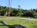 Girafe angolaise
