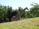 Girafe angolaise