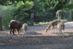 Tapir terrestre - Nandou - Capybara