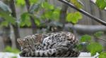 Chat de Geoffroy (Leopardus geoffroyi)