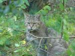 Chat sylvestre (Felis silvestris silvestris)