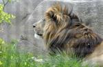 Lion de l'Atlas (Panthera leo leo)