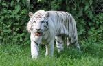 Tigre blanc (Panthera tigris blanc )