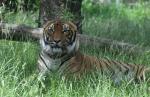 Tigre de Malaisie (Panthera tigris jacksoni)