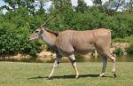 Eland du Cap (Tragelaphus oryx)