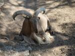 Mouflon à manchettes  ( Ammotragus lervia)