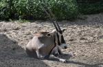 Oryx beïsa (Oryx beisa)