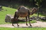 Dromadaire (Camelus dromedarius)