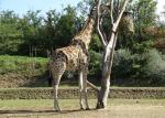 Girafe d'Angola (Giraffa camelopardalis angolensis)