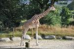 Girafe de Kordofan (Girrafa camelopardalis antiquorum)