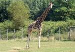 Girafe de Rothschild (Giraffa camelopardalis rothschildi)