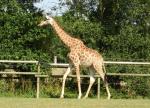 Girafe du Cap (Giraffa camelopardalis giraffa)