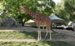 Girafe réticulé (Giraffa camelopardalis reticulata)