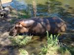 Hippopotame amphibie (Hippopotamus amphibius)
