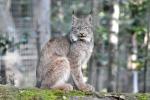 Lynx du Canada (Lynx canadensis)