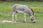Âne sauvage de Somalie (Equus africanus somalicus)