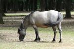 Poney Konik (Equus caballus)