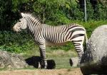 Zèbre de Montagne (Equus zebra)