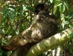 Lémur brun (Eulemur fulvus fulvus)
