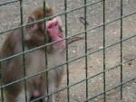 Macaque à face rouge