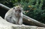 Macaque crabier (Macaca fascicularis)