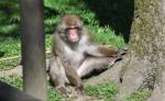 Macaque japonais (Macaca fuscata)