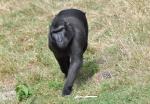 Macaque noir à crête