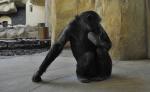 Chimpanzé d'Afrique occidentale (Pan troglodytes verus)