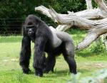 Gorille de l'ouest (Gorilla gorilla)