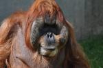 Orang-outan de Sumatra (Pongo abelii)