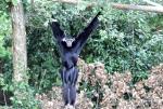 Gibbon à bonnet (Hylobates pileatus)