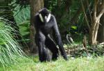 Gibbon à favoris blancs (Nomascus leucogenys)