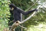 Gibbon à favoris du Laos (Nomascus siki)