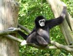 Gibbon à mains blanches (Hylobates lar)
