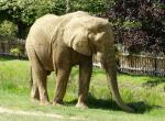 Éléphant d'Afrique (Loxodonta africana)