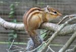 Écureuil de Corée (Eutamias sibricus)