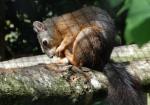 Écureuil du Japon (Sciurus lis)