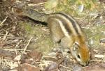 Écureuil rayé de Swinhoe (Tamiops swinhoei)