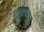 Kangourou-rat à queue touffue (Bettongia penicillata)