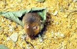 Rat des moissons (Micromys minutus)