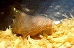 Rat-taupe nu (Heterocephalus glaber)