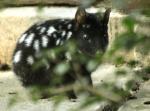 Chat marsupial moucheté (Dasyurus viverrinus)