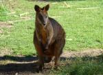 Wallaby bicolore (Wallabia bicolor)