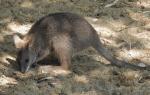 Wallaby de Parma (Macropus parma)