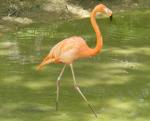 Flamant des Caraïbes (Phoenicopterus ruber)