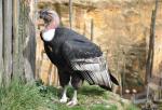 Condor des Andes (Vultur gryphus)