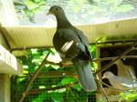 Pigeon jounud (Patagioenas corensis)
