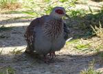 Pigeon roussard (Columba guinea)