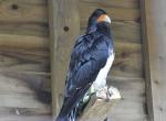 Falconiformes (Faucons)
