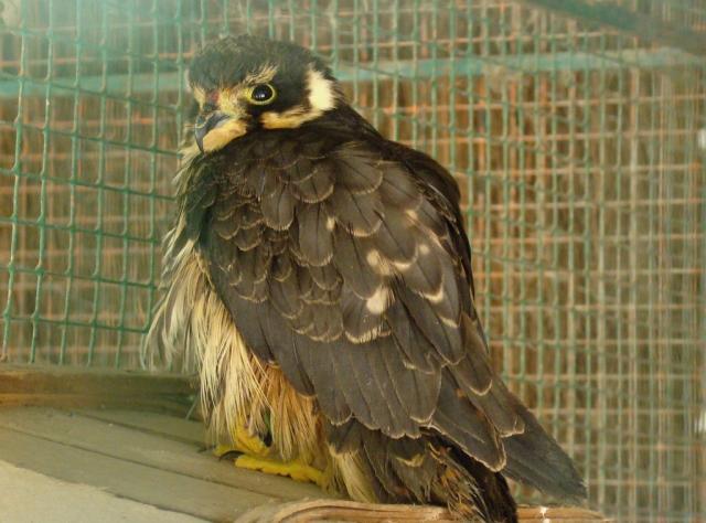 Faucon aplomado (Falco femoralis)